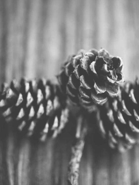 Free: 12 ambient loops