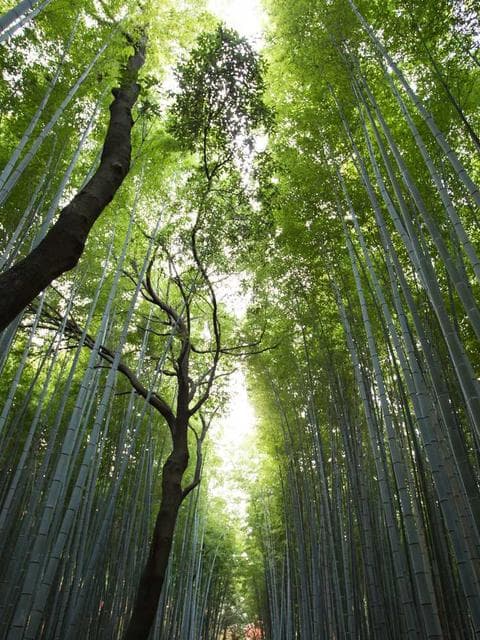 Cinematic transitions for DaVinci